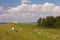 Sheep and windmill