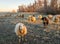 Sheep in winter fur looking in early morning sunlight