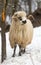 Sheep in winter harsh conditions