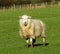 Sheep, winter, sunny, muddy