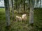 Sheep in the woods a Mother with to young sheeps