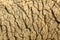 Sheep Wool