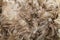 Sheep Wool Fleece.