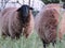 Sheep wool milk animal farm beautiful sympathetic