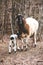 A sheep and a young lamb in spring with a clear blue sky.