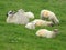 Sheep and young lambs in a group in a field