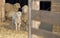 Sheep with young sheep. For mother\'s day