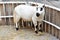 Sheep in a zoo cage.