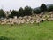 Sheepcattle-Sheep grazing in the field