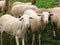 Sheepcattle-Sheep grazing in the field