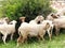 Sheepcattle-Sheep grazing in the field