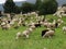 Sheepcattle-Sheep grazing in the field
