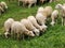 Sheepcattle-Sheep grazing in the field