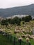 Sheepcattle-Sheep grazing in the field