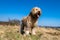 Sheepdog briard with muzzle dirty with clay and grass standing on meadow