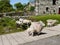 Sheepdog controlling sheep