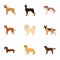 Sheepdog, dachshund, bernard, and other web icon in cartoon style.Spitz, boxer, beagle, icons in set collection.