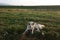 Sheepdog on guard at sheepfold