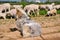 Sheepdog guarding the herd