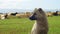 Sheepdog Guarding the Herd of Sheep in the Field