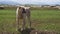 Sheepdog Guarding the Herd of Sheep in the Field. Slow Motion