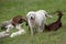 Sheepdog and herd of goats