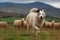 Sheepdog Herding Flock in Green Pasture