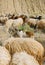 Sheepdog herding a flock of sheep on a midday sun