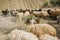 Sheepdog herding a flock of sheep on a midday sun