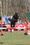 Sheepdog jumping across hurdle