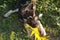 A sheepdog plays with a sunflower