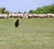 Sheepdog running on field
