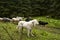 Sheepdog and sheeps on a subalpine meadow