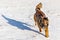 Sheepdog in the snow. The dog guards a flock of sheep in the snow. Happy dog. Winter time