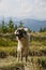 Sheepdog on a subalpine meadow