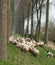 Sheepdogs and flock in Belgium