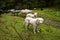 Sheepdogs and sheeps on a subalpine meadow