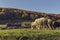 Sheepfold and grazing sheep flock