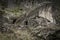 Sheepfold with a stone wall under a boulder to keep in livestock - Manteigas