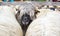 Sheepfold view from above or closeup. Cute portrait of male sheep looking at the camera