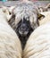 Sheepfold view from above or closeup. Cute portrait of male sheep looking at the camera