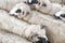 Sheepfold view from above or closeup. Cute portrait of male sheep looking at the camera