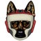 Sheepherd dog, sheepdog portrait. Boxing helmet.