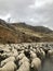 Sheeps, Armenia