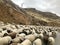 Sheeps, Armenia