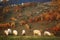 Sheeps in autumn  in fairytale colors from the mountains, remarkable autumn colors in the mountain forest