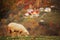 Sheeps in autumn  in fairytale colors from the mountains, remarkable autumn colors in the mountain forest