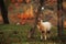 Sheeps in autumn  in fairytale colors from the mountains, remarkable autumn colors in the mountain forest