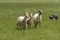 Sheeps with Border Collie