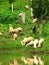 Sheeps at Borneo Rainforest, Miri, Borneo,Malaysia